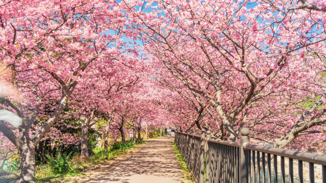 musim-semi-di-jepang